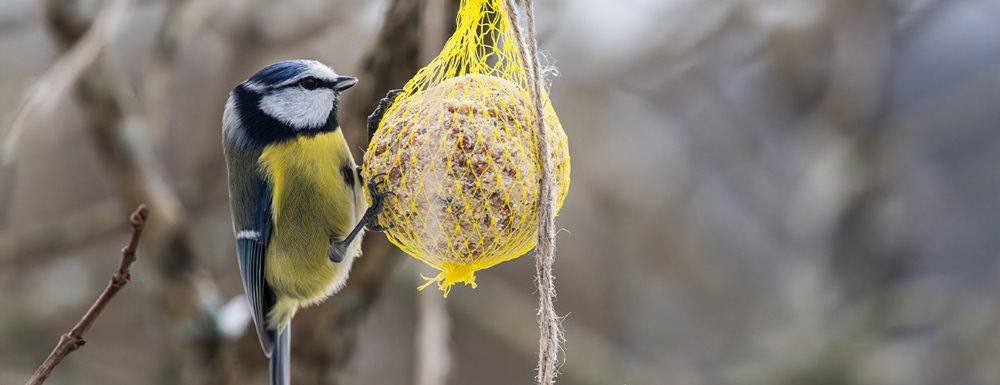 Nasveti za pravilno hranjenje ptic