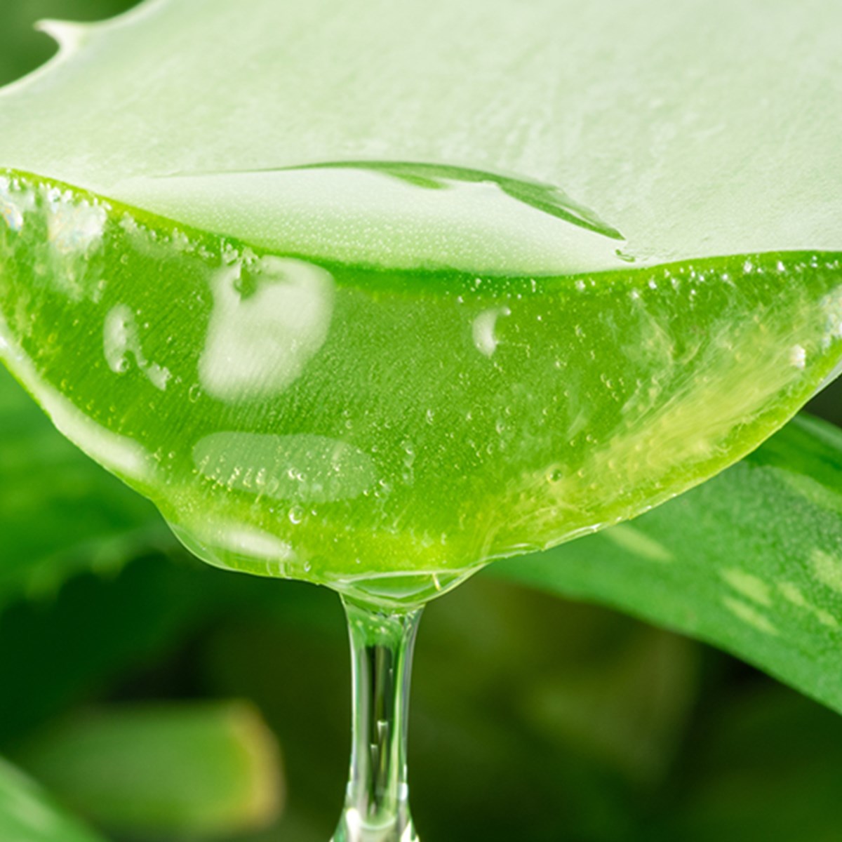 Aloe vera gel: Tako deluje lepotni vsestranski izdelek