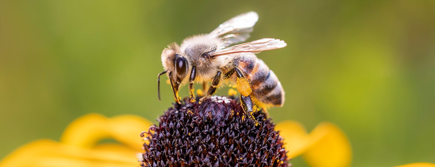 Izumiranje žuželk: Deset nasvetov, kako pomagati čebelam in drugim žuželkam
