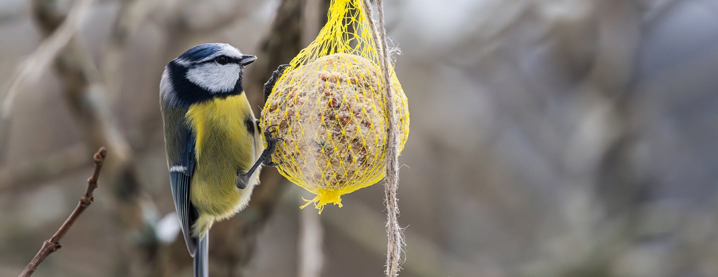 Nasveti za pravilno hranjenje ptic