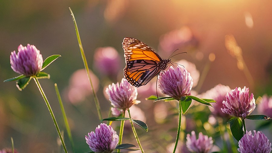 dm Slovenija Active Beauty